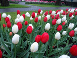 Keukenhof (51)